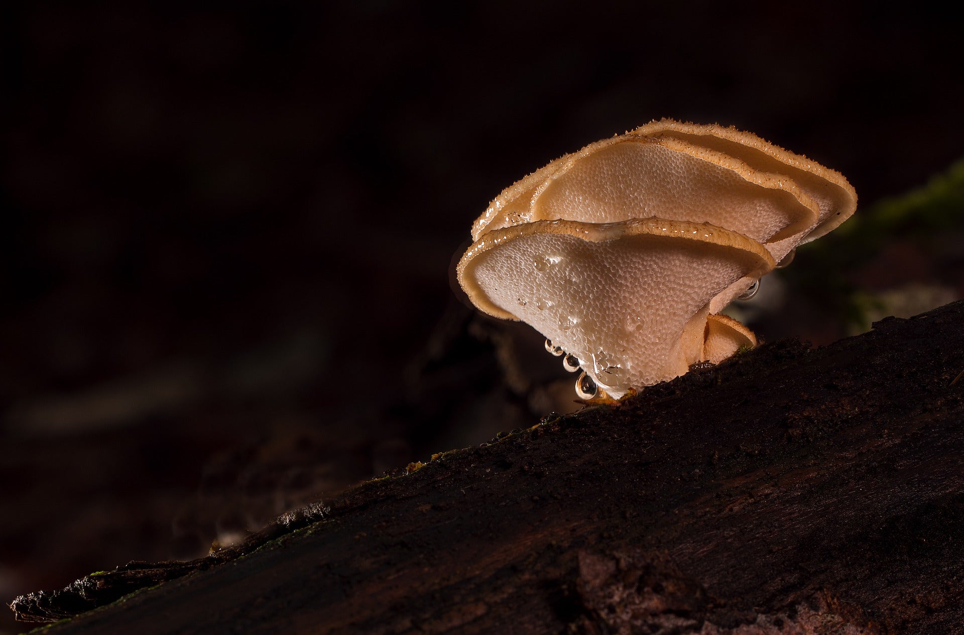 Mushrooms - ChocoVivo