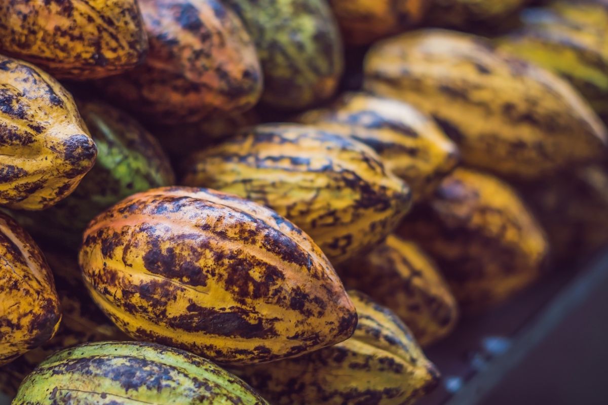 Cacao Pod: Nature's Gift for Chocolate and Cocoa Lovers - ChocoVivo