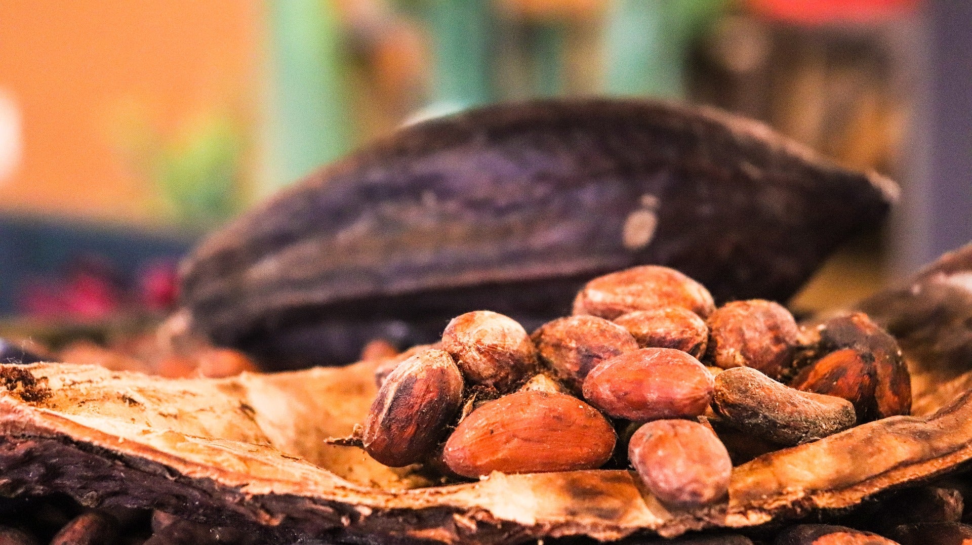 Cacao Vs. Cocoa (What Is The Difference, and How Is Each Made?) - ChocoVivo
