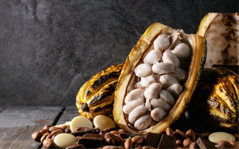 可可籽:巧克力魔法的终极指南 – ChocoVivo